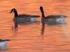 Canada Geese