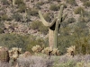 Saguaro