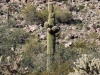 Saguaro