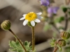 Emory's Rockdaisy