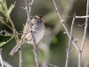 White-crowned Sparrow