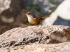 Canyon Wren