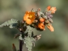 Emory's Globemallow