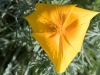 California Poppy