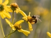 Brittlebush