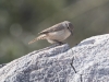 Rock Wren