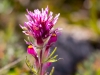 Purple Owl Clover