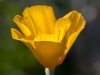 California Poppy