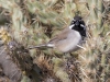 Black-throated Sparrow