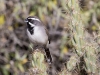 Black-throated Sparrow