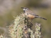 Cactus Wren