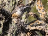 Cactus Wren