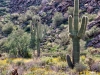 Saguaro