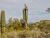 Saguaro