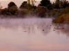 Mist on the Pond