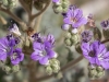 Cleft-leaf Wildheliotrope