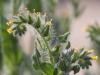 Common Fiddleneck