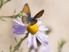 Western Pygmy-Blue