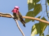 Anna's Hummingbird