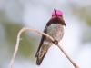 Anna's Hummingbird