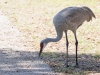 Sandhill Crane