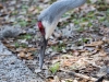 Sandhill Crane