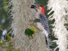 Red-bellied Woodpecker