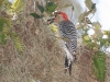 Red-bellied Woodpecker