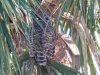 Barred Owl