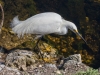 Snowy Egret