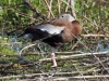 Black-bellied Whistling Duck