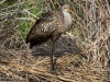 Limpkin