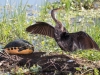Anhinga and Red-bellied Cooter turtle