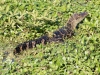 Spectacled Caiman