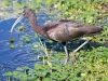 Glossy Ibis