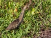 American Bittern