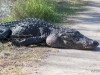 American Alligator