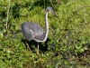 Tricolored Heron