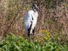 Woodstork