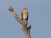 Red-shouldered Hawk