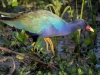 Purple Gallinule