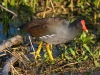 Common Gallinule