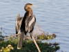 Anhinga