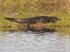 American Alligator