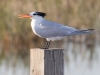 Royal Tern