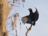 Black Vulture