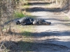 American Alligator