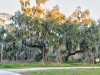 Southern Live Oak