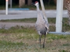 Sandhill Crane