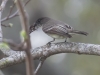 Eastern Phoebe